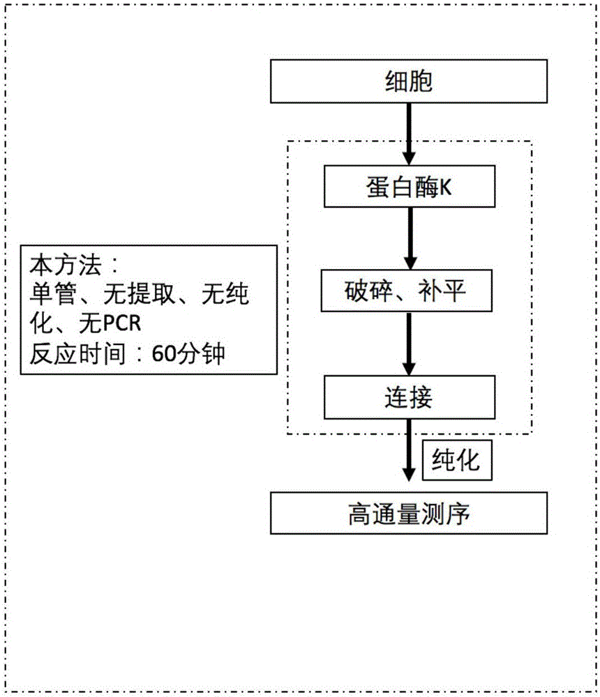 Cell chromosome analysis rapid library building method and kit