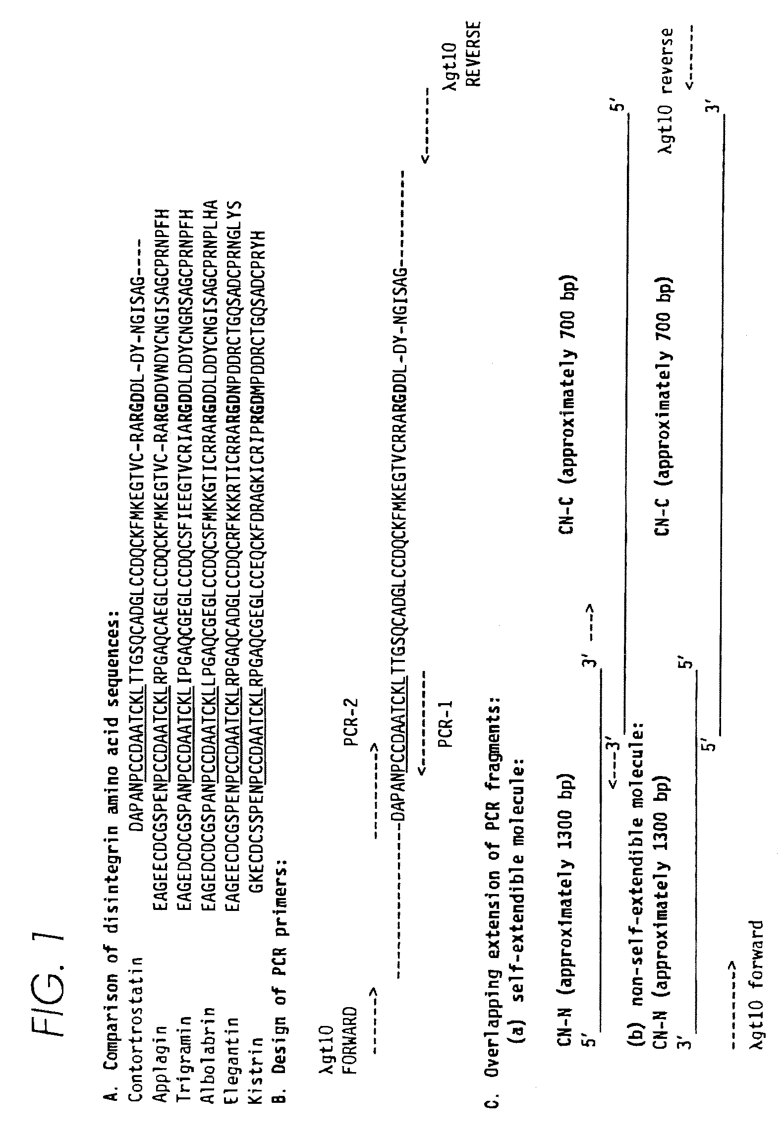 Contortrostatin (CN) and methods for its use in preventing metastasis and other conditions