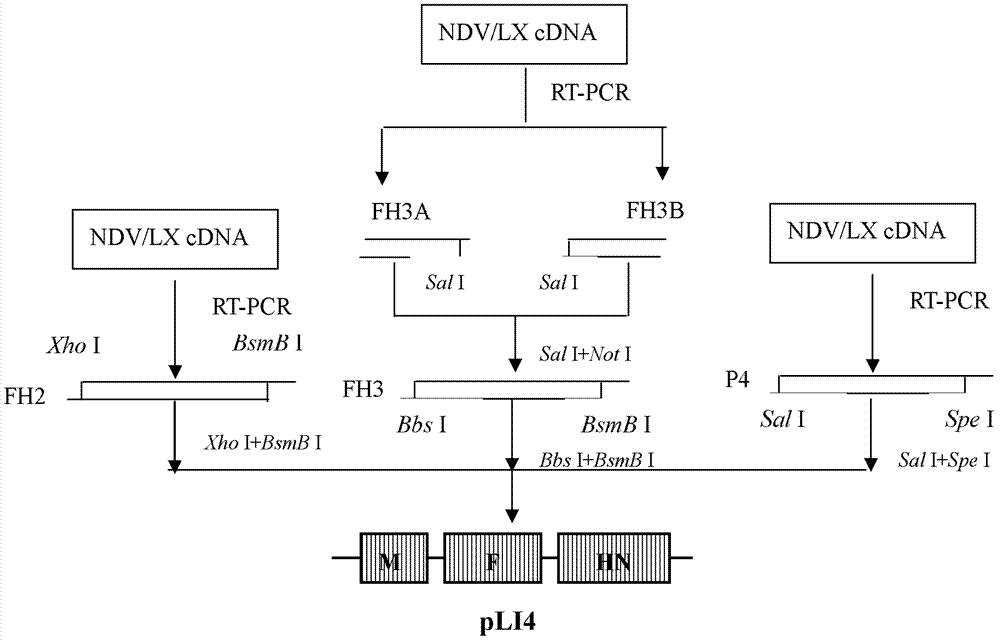 Virus recombinant vaccine A-NDV-LX/14 for newcastle disease and construction method thereof