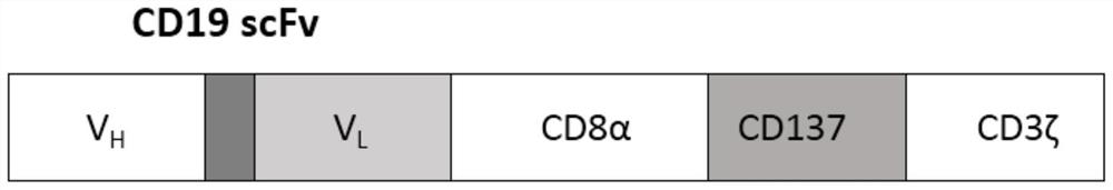 Knockdown of human il-15 siRNA, cd19 CAR expression vector, CAR-T cells, construction method and application