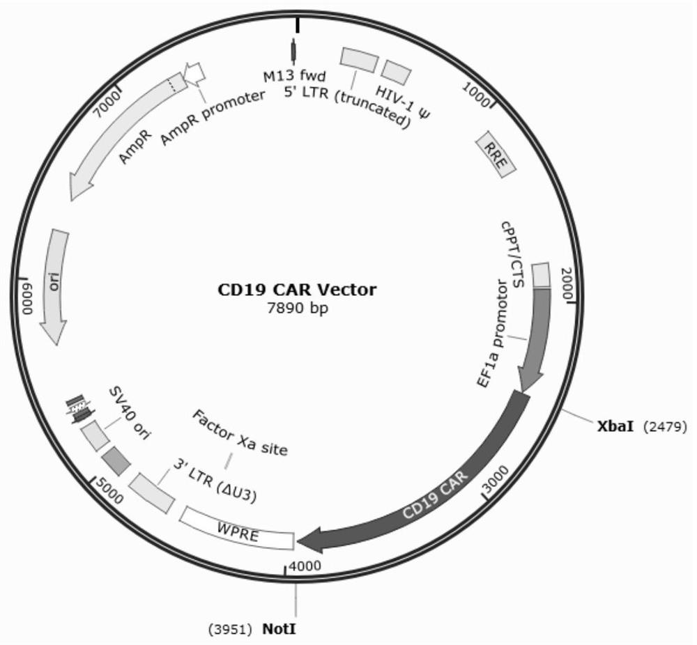 Knockdown of human il-15 siRNA, cd19 CAR expression vector, CAR-T cells, construction method and application