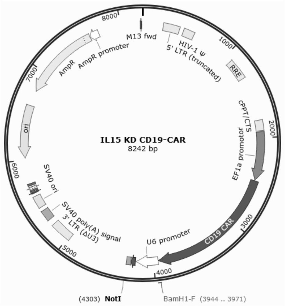 Knockdown of human il-15 siRNA, cd19 CAR expression vector, CAR-T cells, construction method and application