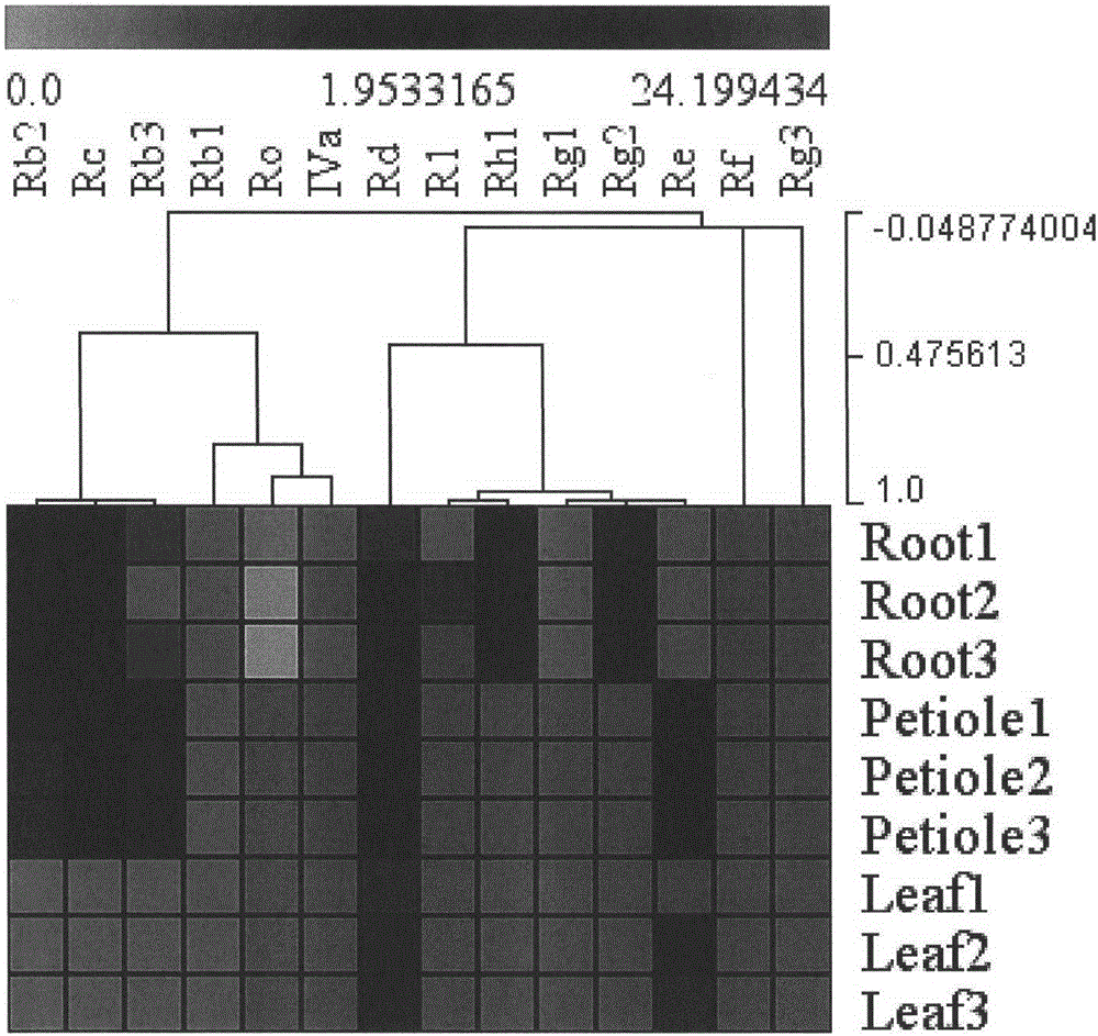 Method for screening notoginsenoside synthesis key genes based on metabolites and gene expression