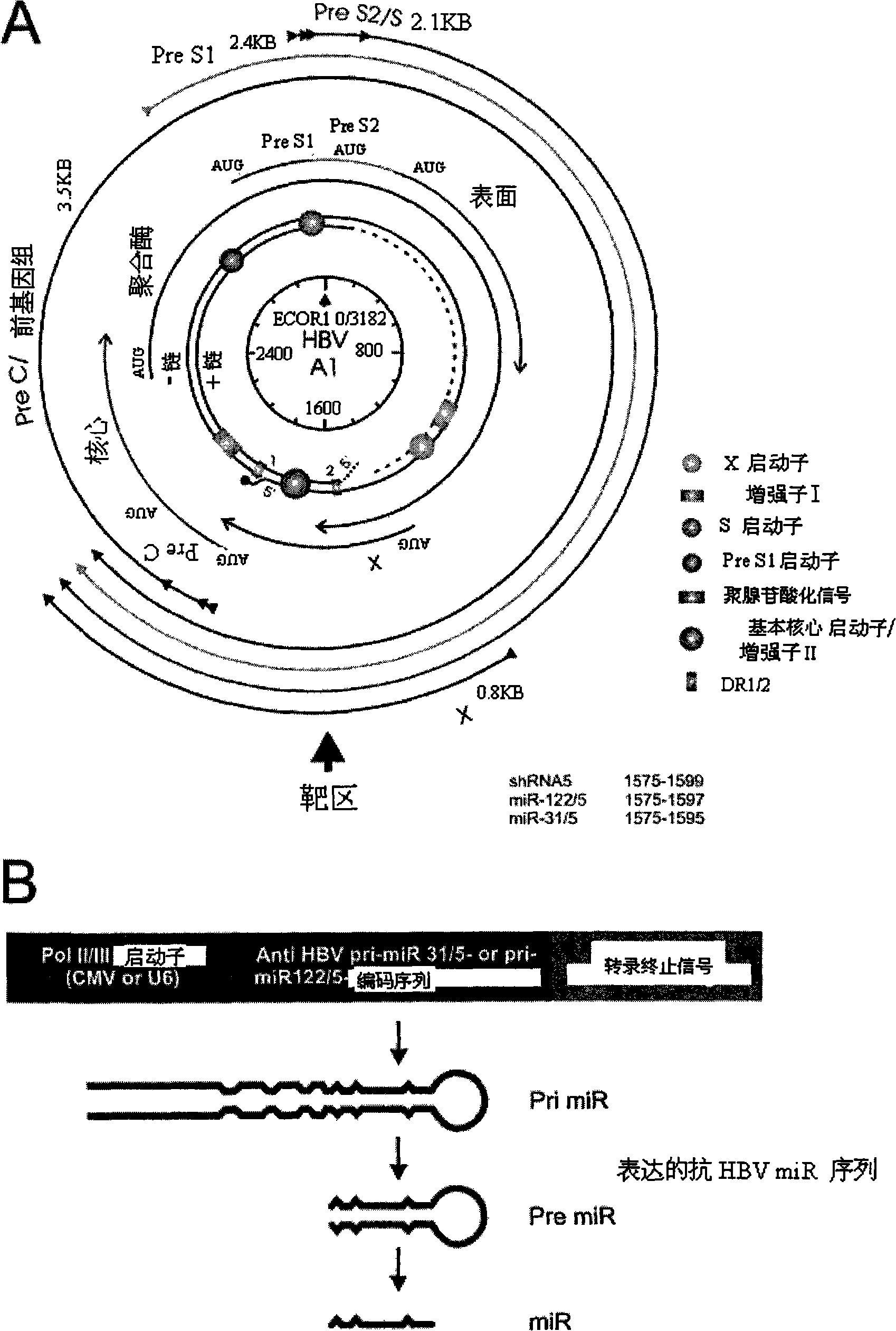 Primary micro RNA expression cassette