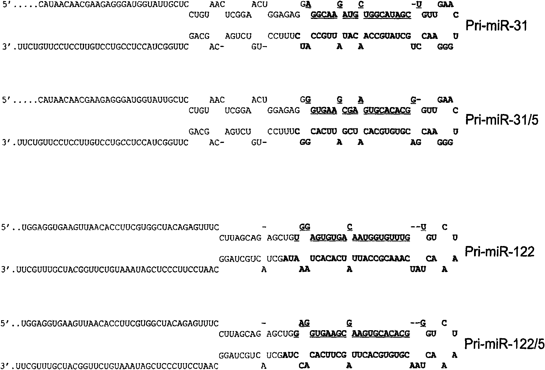 Primary micro RNA expression cassette