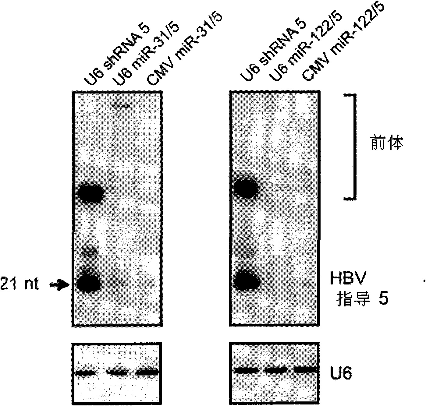 Primary micro RNA expression cassette