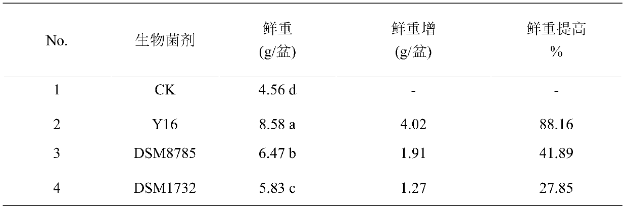 Bacillus licheniformis y16 and its application in the control of crop soil-borne diseases