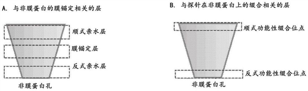 Nanopore assemblies and uses thereof