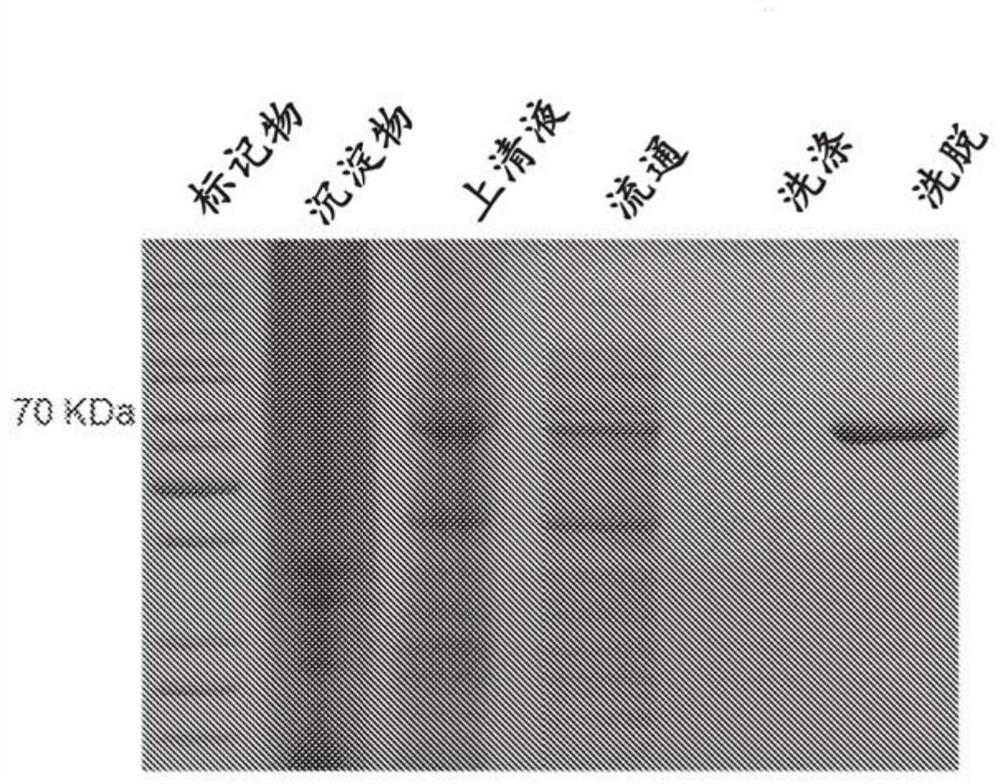 Nanopore assemblies and uses thereof