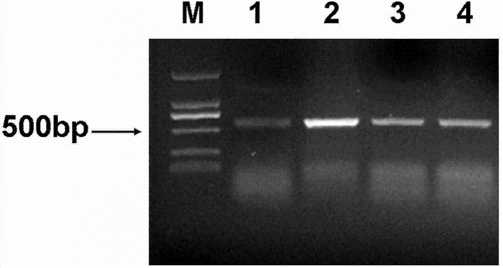 Salt-resistant gene SbSAP14 of sorghum bicolor and application thereof