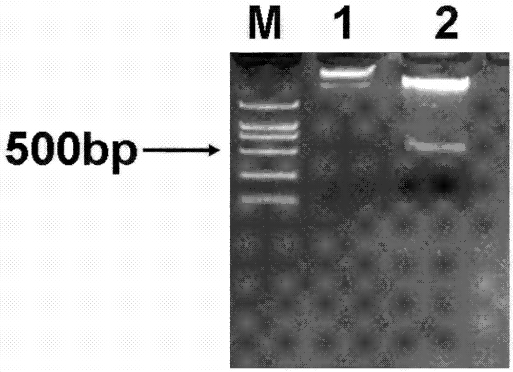 Salt-resistant gene SbSAP14 of sorghum bicolor and application thereof