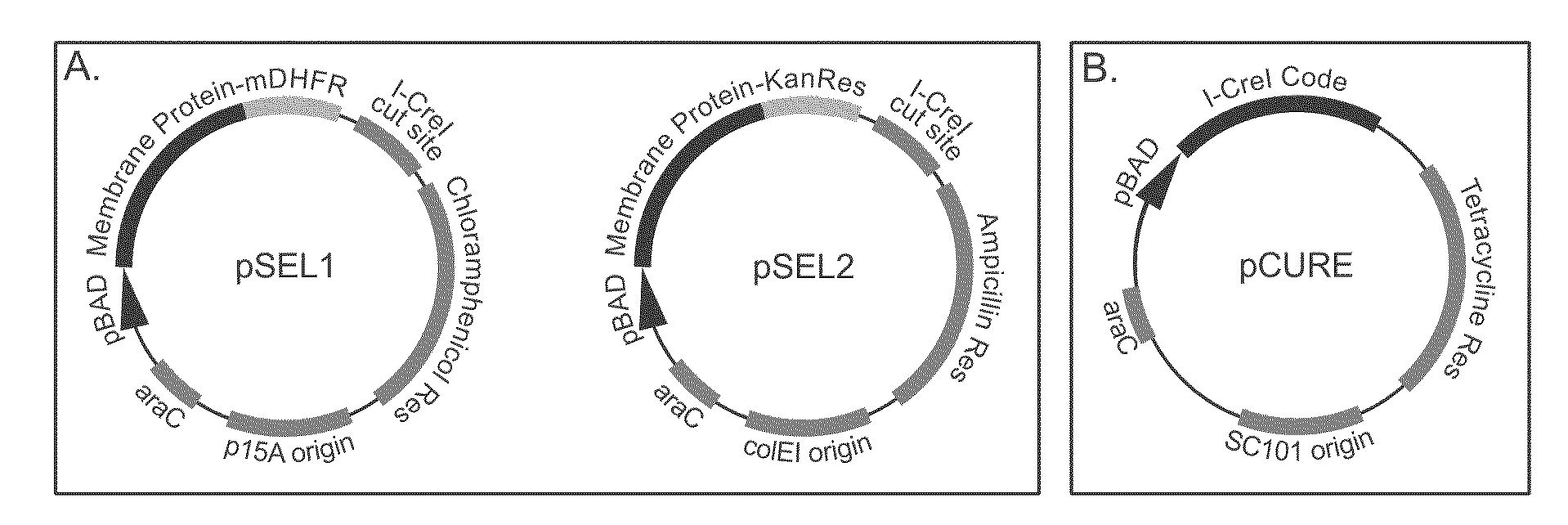 Genetic selection system for improving recombinant protein expression