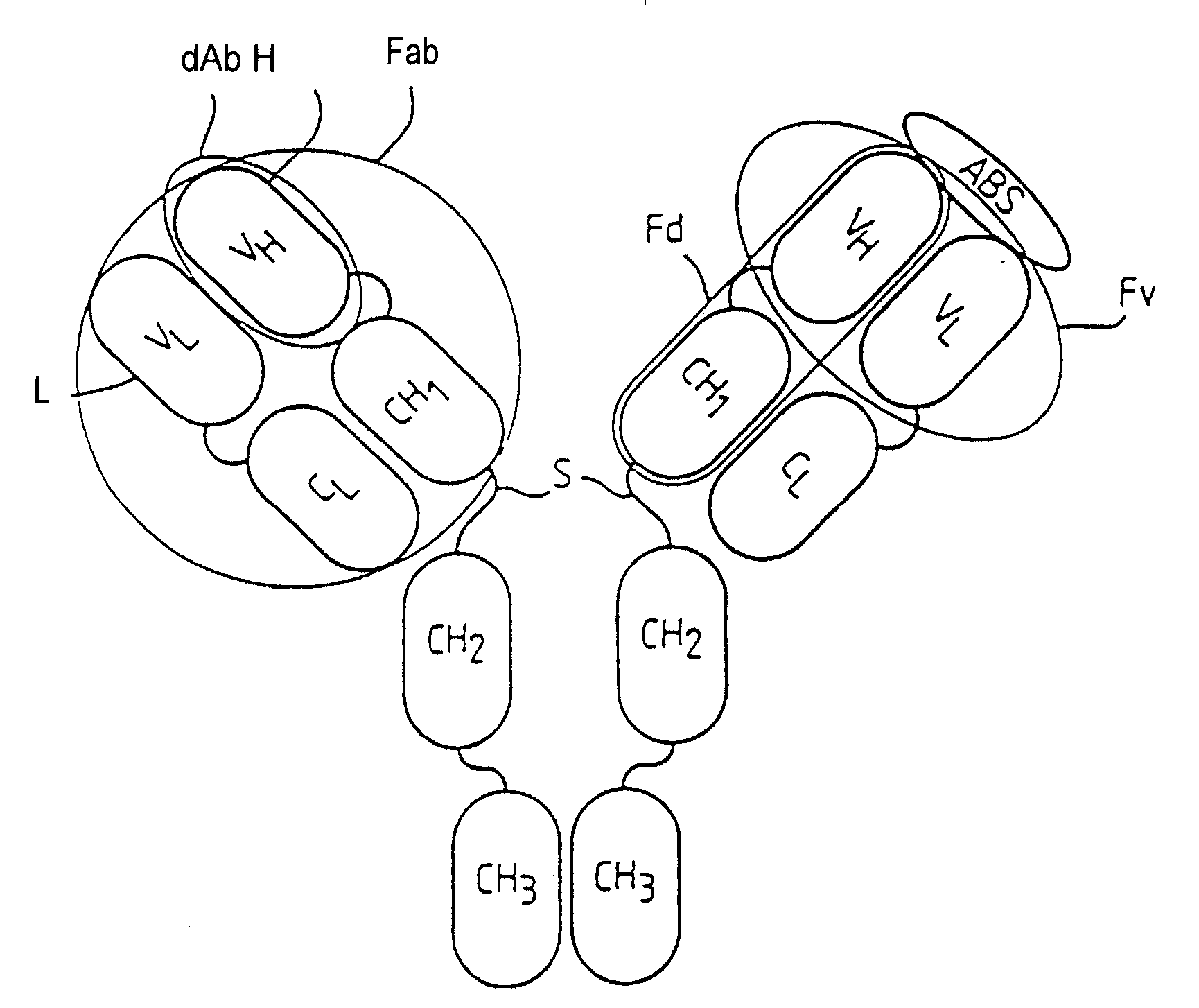 Methods for producing members of specific binding pairs