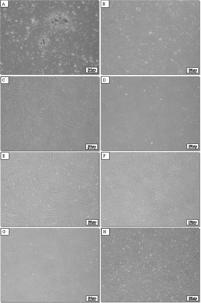 Takifugu bimaculatus ovarian tissue cell line and application thereof