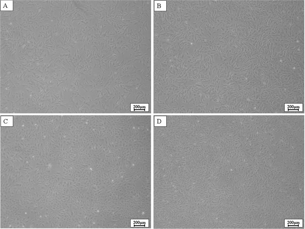 Takifugu bimaculatus ovarian tissue cell line and application thereof