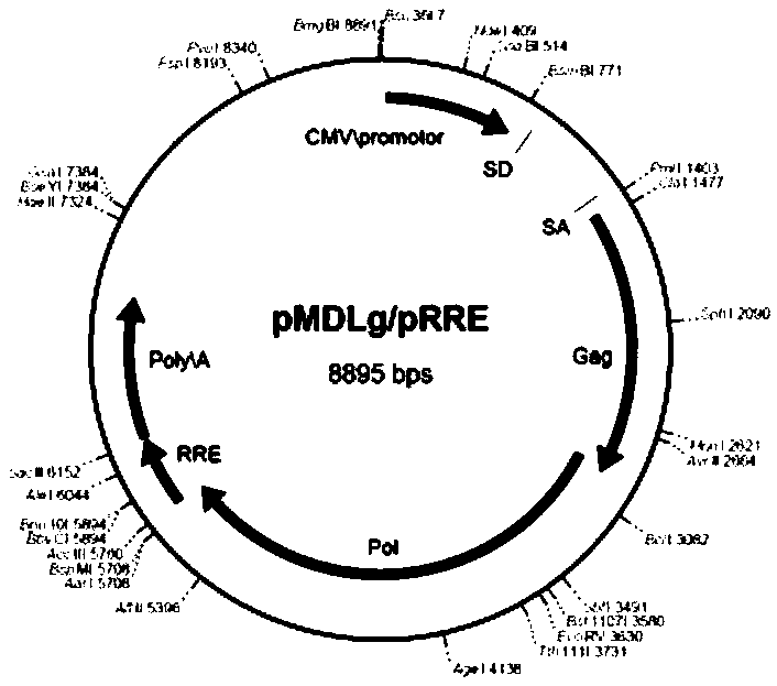 Mir-124 and HER2-shRNA double-gene expression cassette virus vector, construction method,virus and application