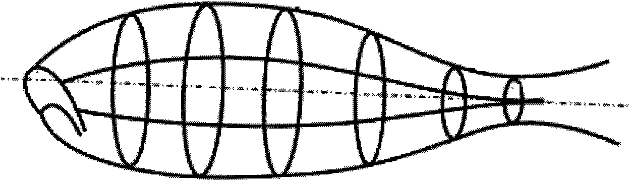 Fish model simulation process