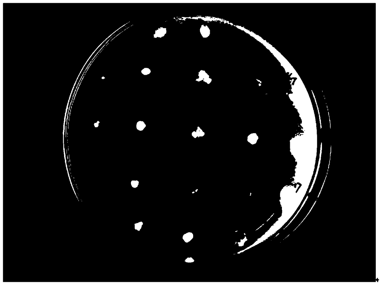 Application of a strain of Bacillus amyloliquefaciens and the protease it produces in tanning and hair removal