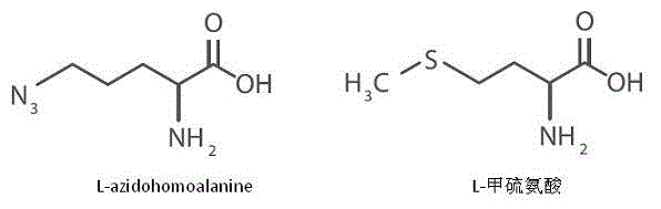 Method for detecting degradation of protein in cells