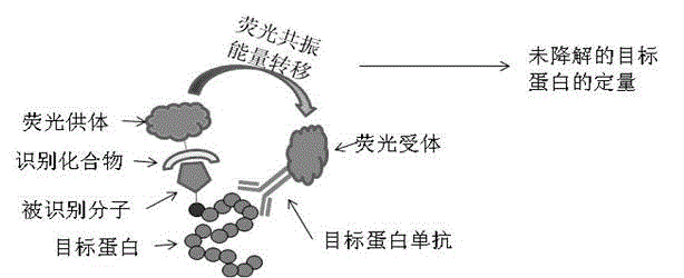 Method for detecting degradation of protein in cells