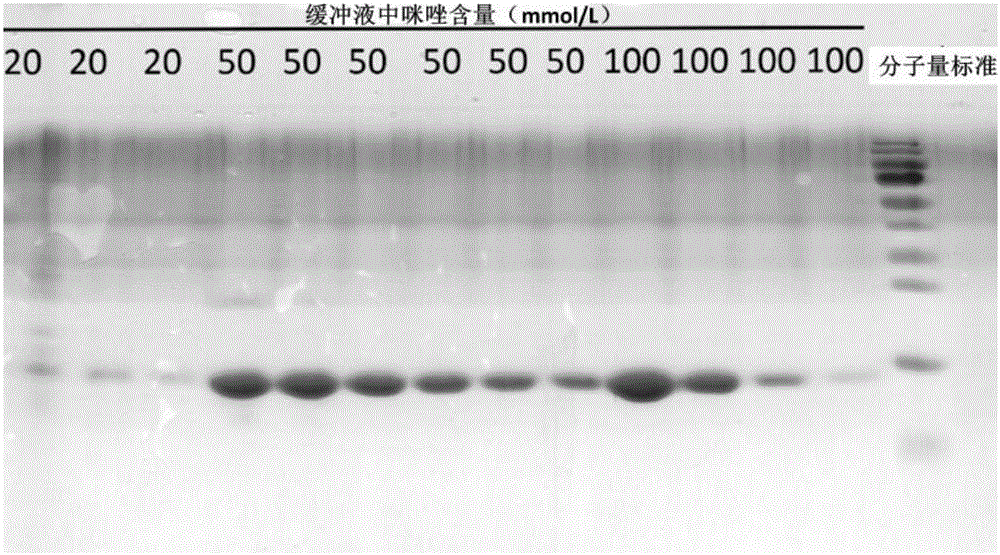 Single-domain antibody for neutralizing Xinjiang hemorrhagic fever virus