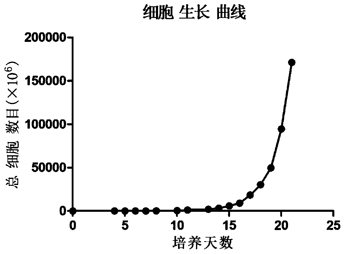 Method for stably amplifying high-stability and high-cytotoxicity NK cells in vivo