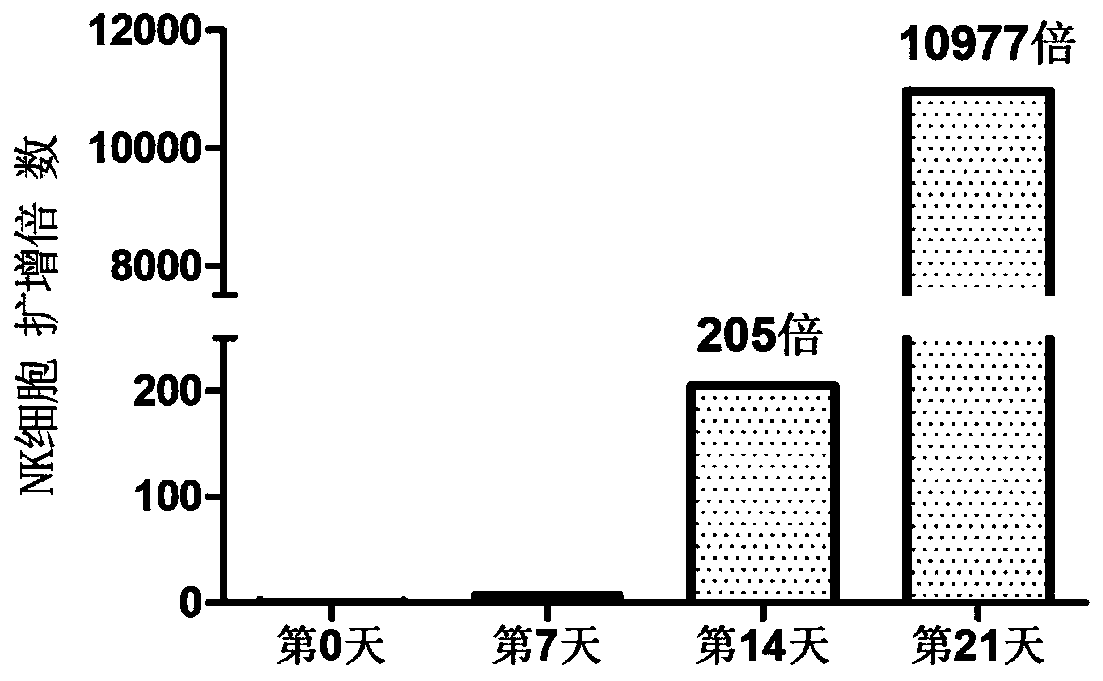 Method for stably amplifying high-stability and high-cytotoxicity NK cells in vivo