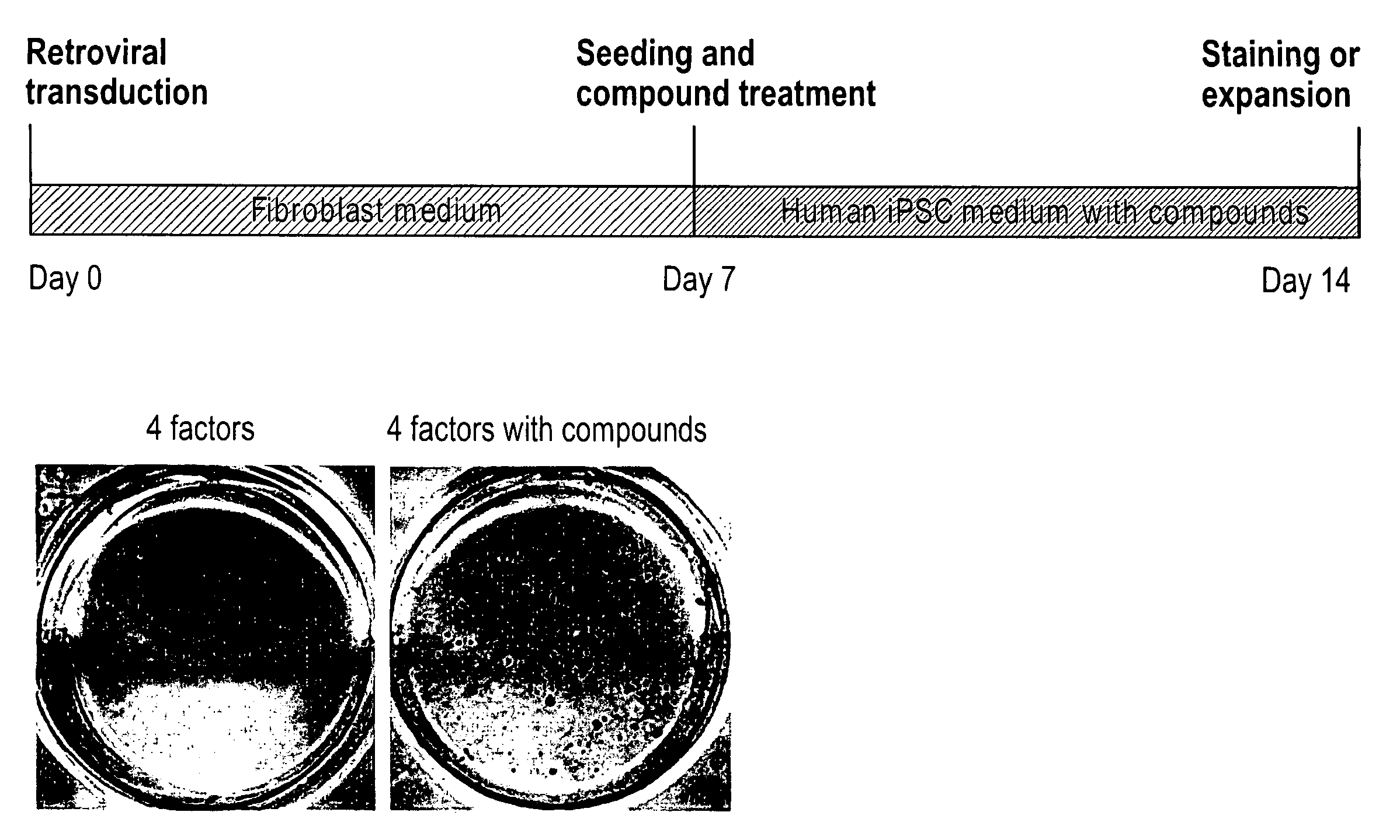 Induction of pluripotent cells