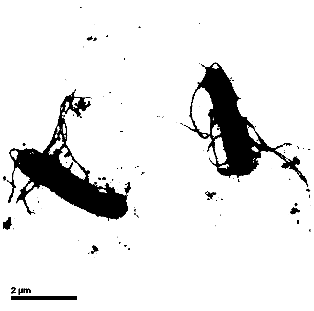 A strain of Bacillus ornithine suitable for the treatment of cyanide-containing wastewater