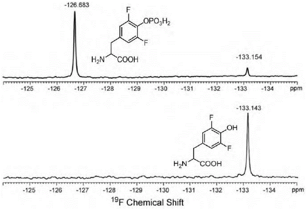 3,5-Difluorotyrosine translation system and its application