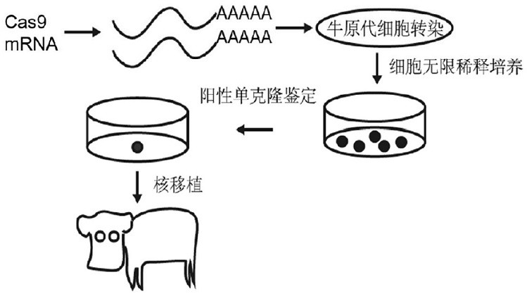 A method for preparing double-muscle rump cattle similar to natural mutant Belgian blue cattle