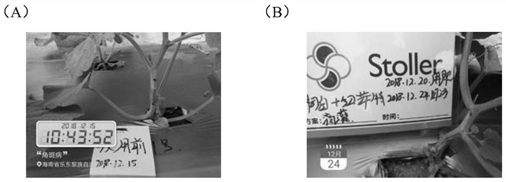 Fertilizer and method for preventing bacterial angular leaf spot or virus disease