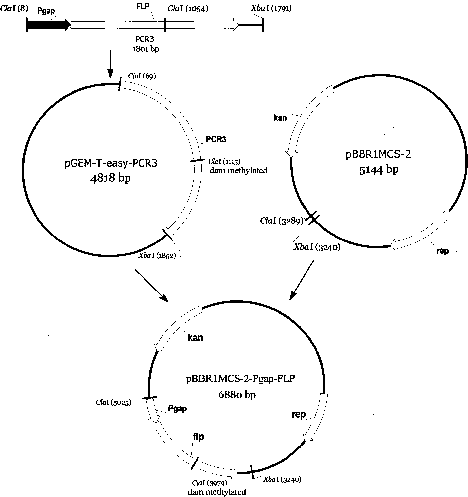 FLP-containing pBBR1MCS-2 recombinant plasmid and method for modifying zymomonas mobilis genome DNA