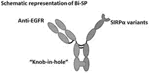 EGFR and CD47 targeting bispecific fusion protein, and preparation method and application thereof