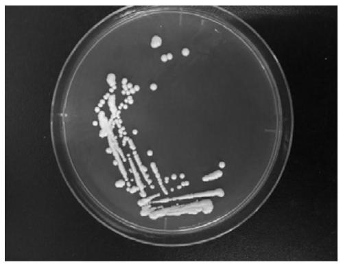 Saccharomyce sp. ZB412 and application thereof