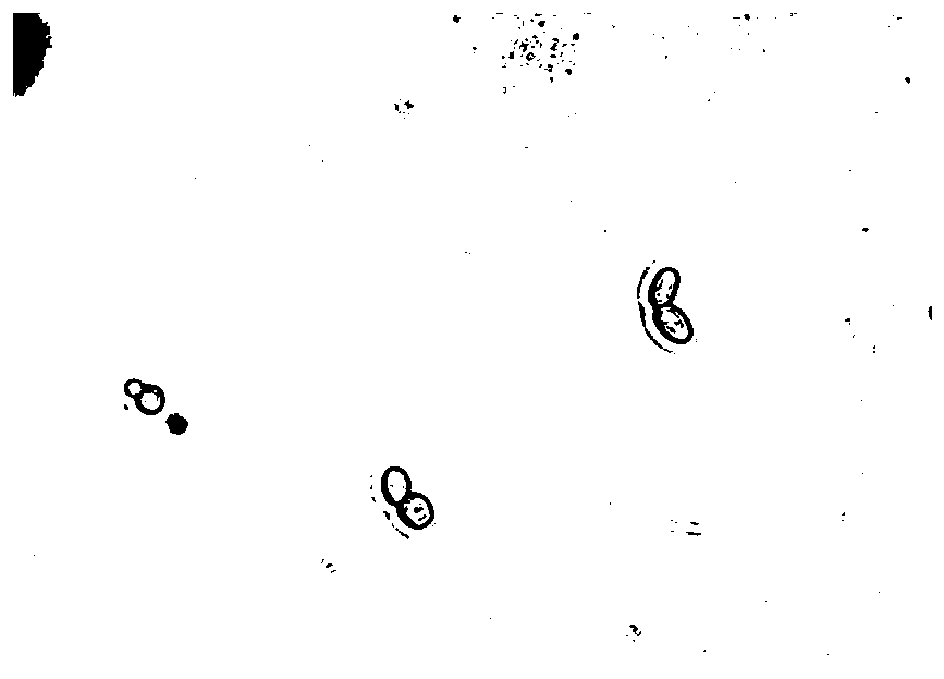 Saccharomyce sp. ZB412 and application thereof