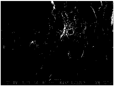 Heterogeneous in-situ fiber-forming reinforced cellulose acetate hollow fiber membrane and preparation method thereof