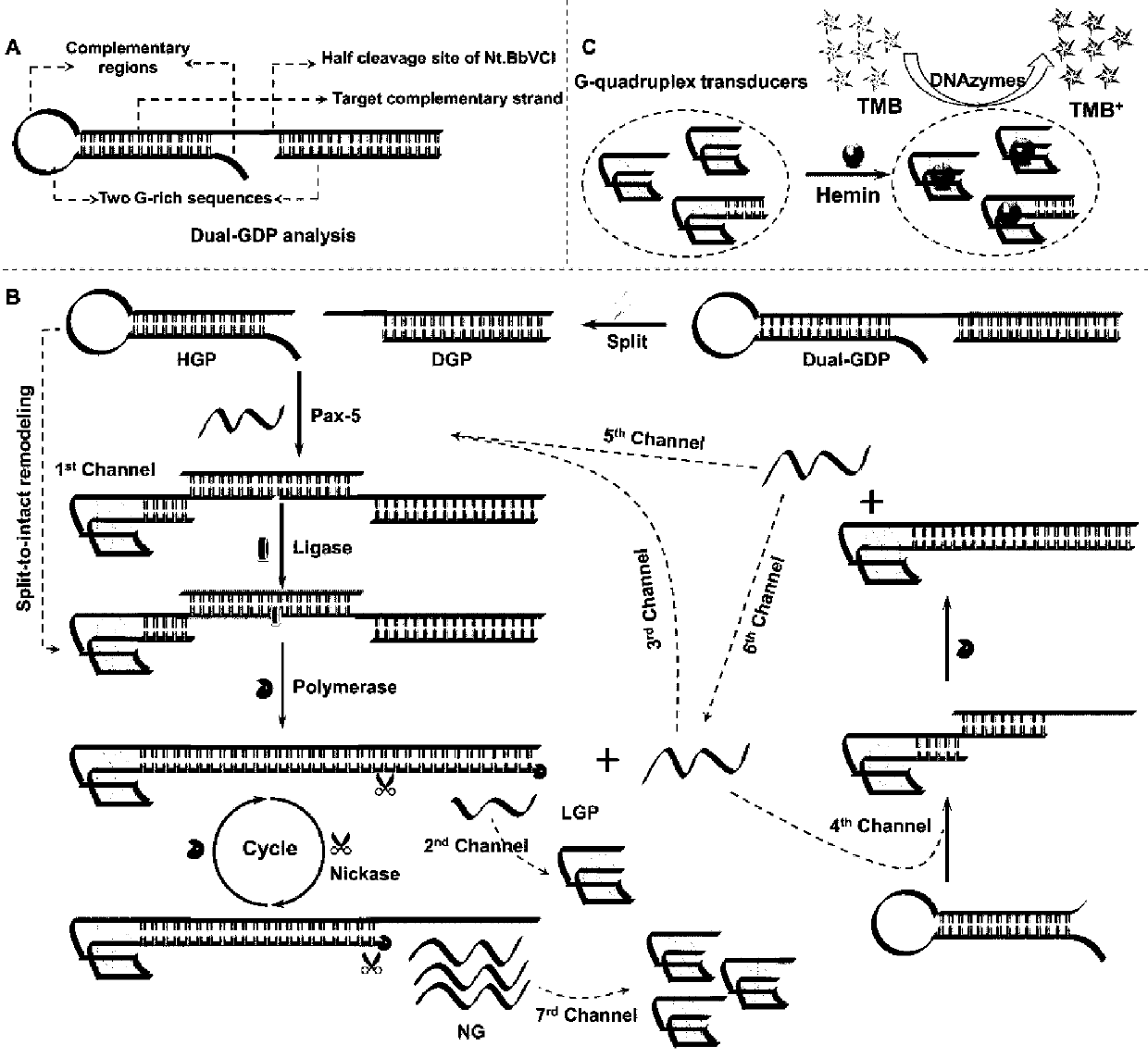 Enzyme-assisted hairpin probe remodeled label-free colorimetric sensor based on target trigger and application of sensor