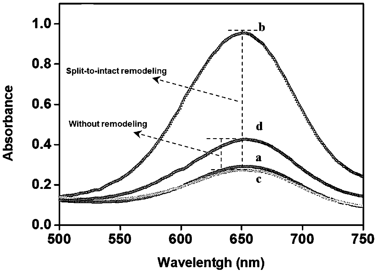 Enzyme-assisted hairpin probe remodeled label-free colorimetric sensor based on target trigger and application of sensor