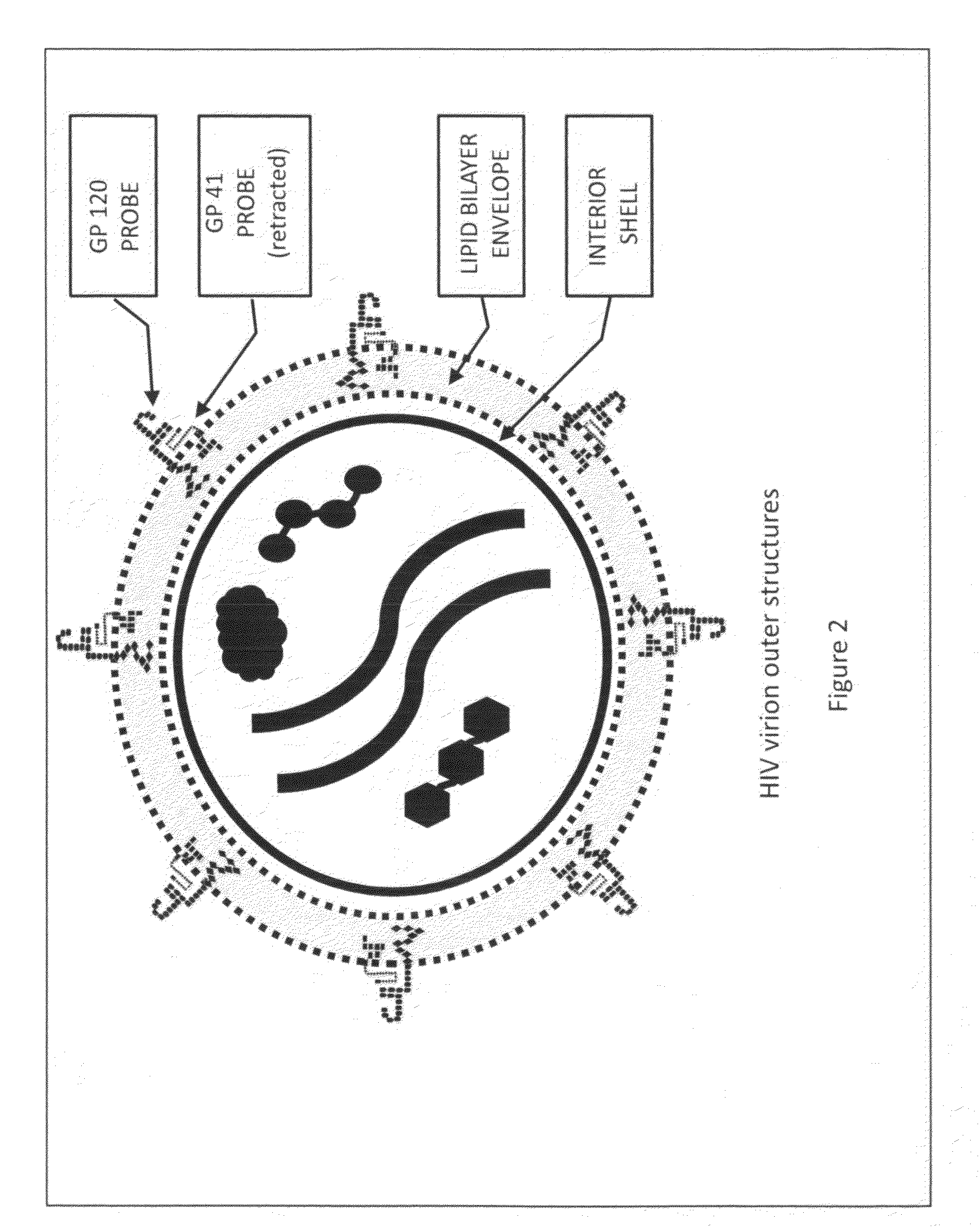 Vaccine comprised specifically of protein subunits of human immunodeficiency virus's glycoprotein 120 probe to prevent and treat an infection caused by the human immunodeficiency virus