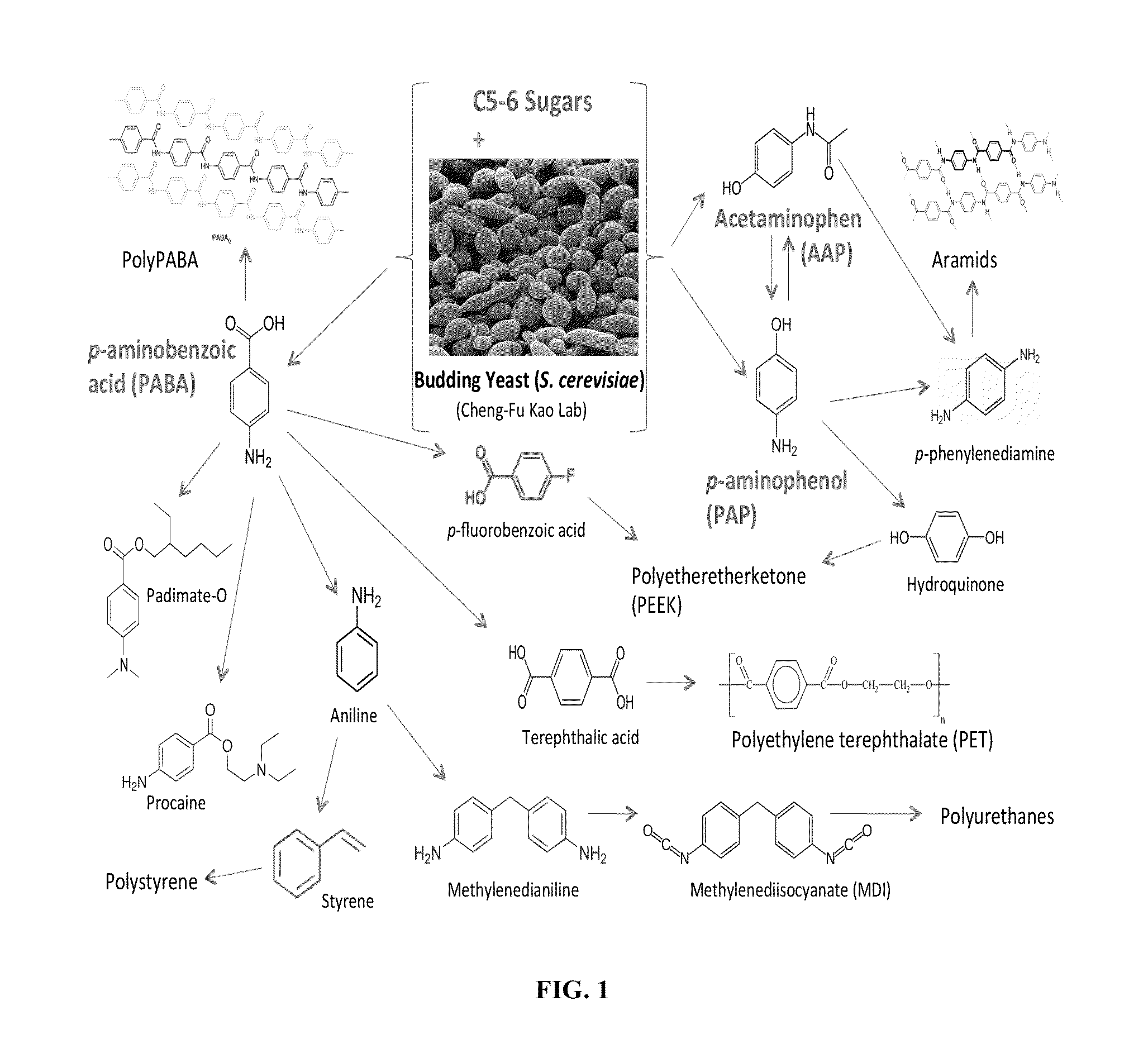 Biological synthesis of p-aminobenzoic acid, p-aminophenol, n-(4-hydroxyphenyl)ethanamide and derivatives thereof