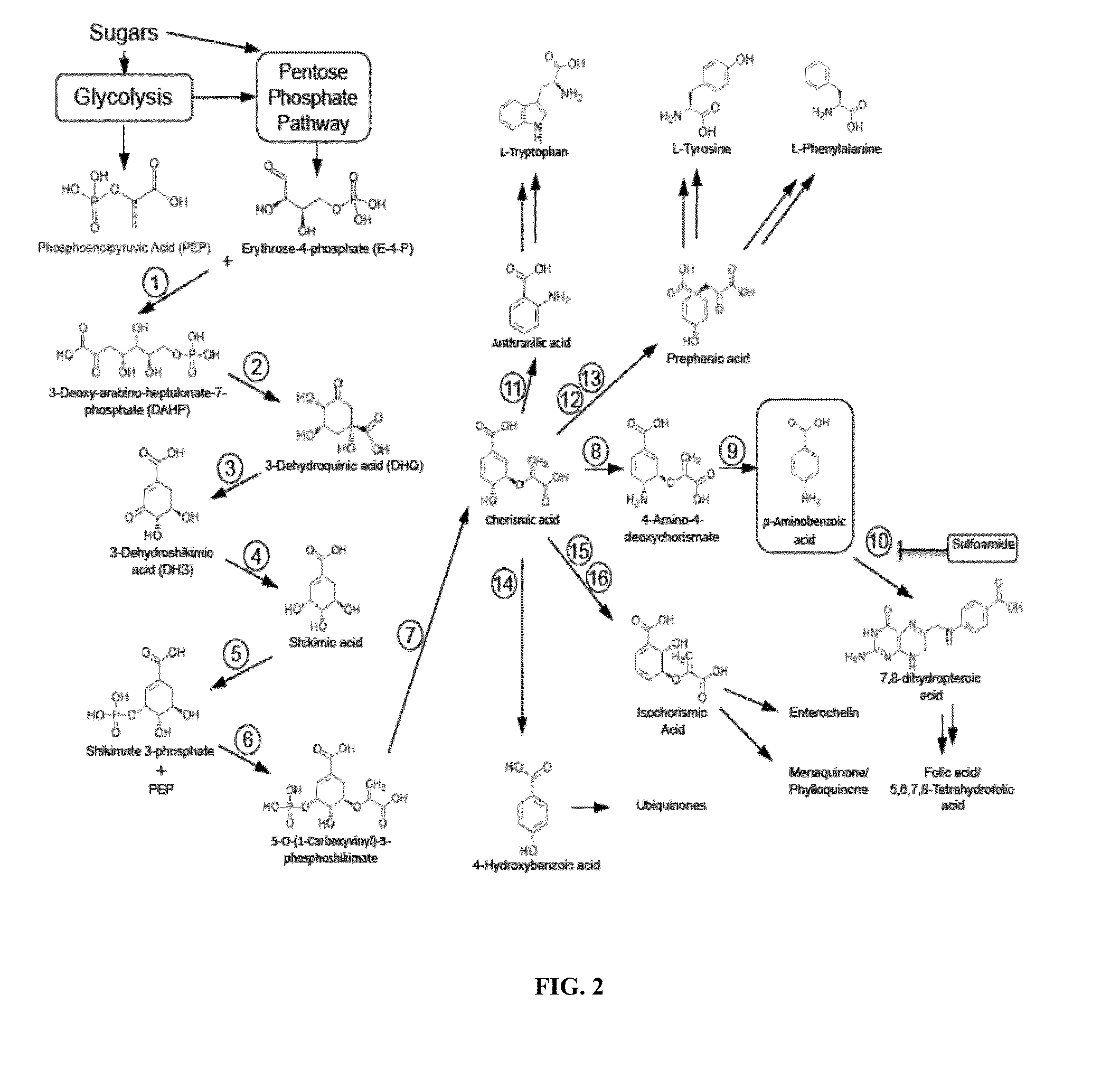 Biological synthesis of p-aminobenzoic acid, p-aminophenol, n-(4-hydroxyphenyl)ethanamide and derivatives thereof