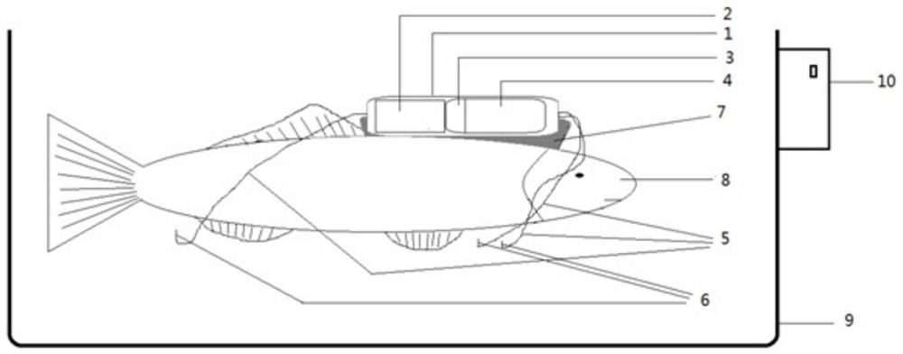 A fish electrocardiogram real-time acquisition system and water environment monitoring method and system