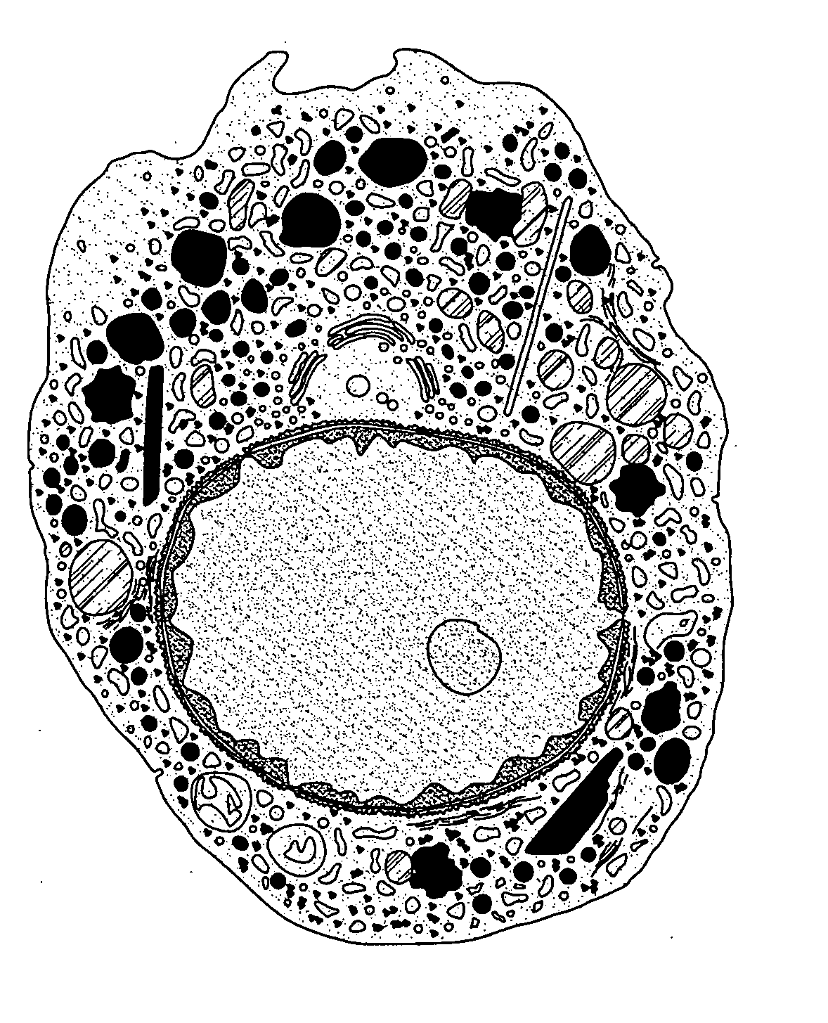 Method to control dengue viruses in humans by picolinic acid and derivatives thereof