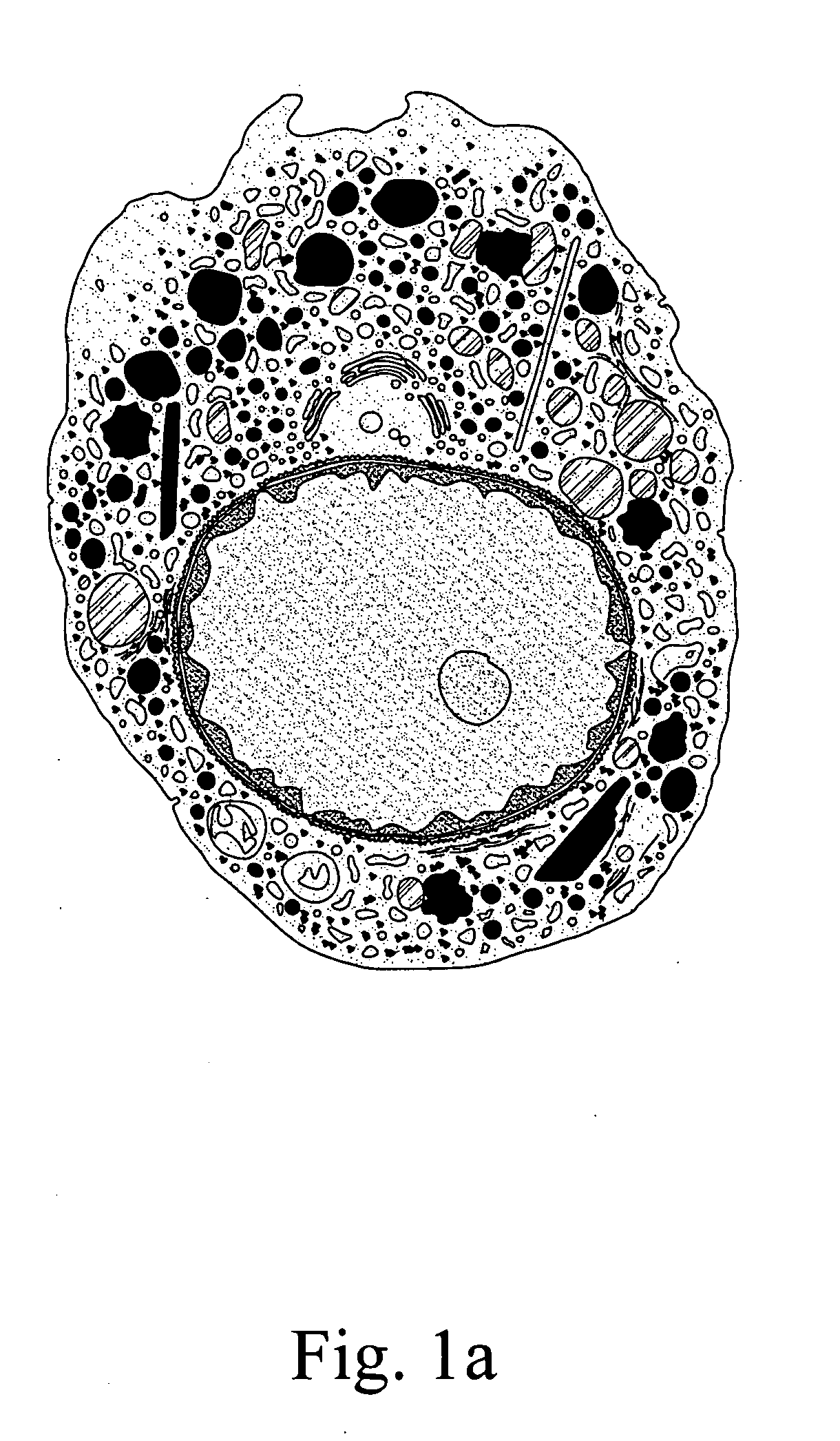 Method to control dengue viruses in humans by picolinic acid and derivatives thereof