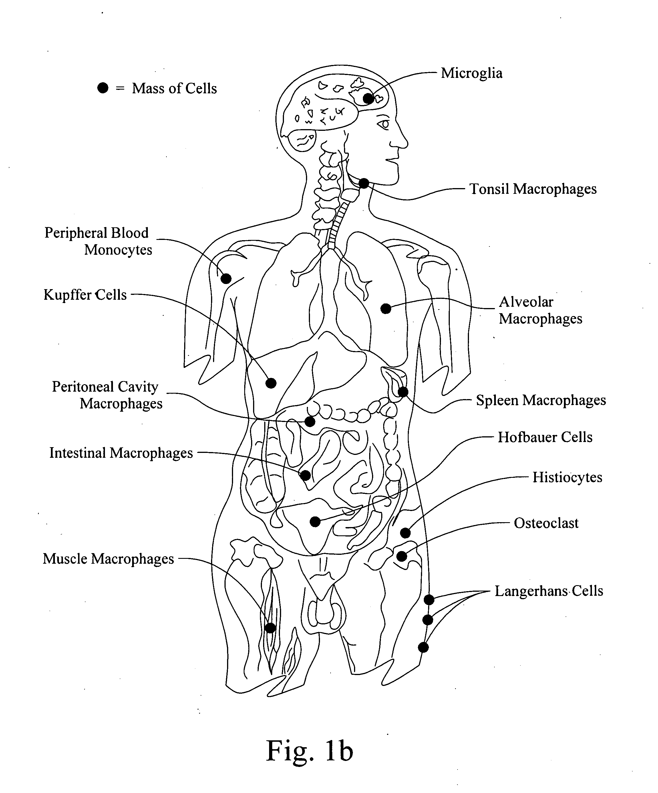 Method to control dengue viruses in humans by picolinic acid and derivatives thereof