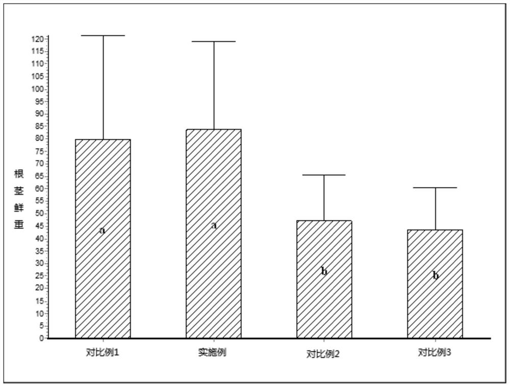 Efficient and high-yield cultivation method of rhizoma chuanxiong