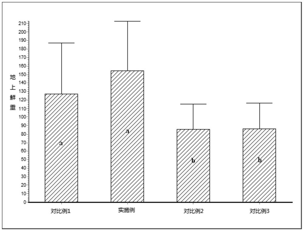 Efficient and high-yield cultivation method of rhizoma chuanxiong