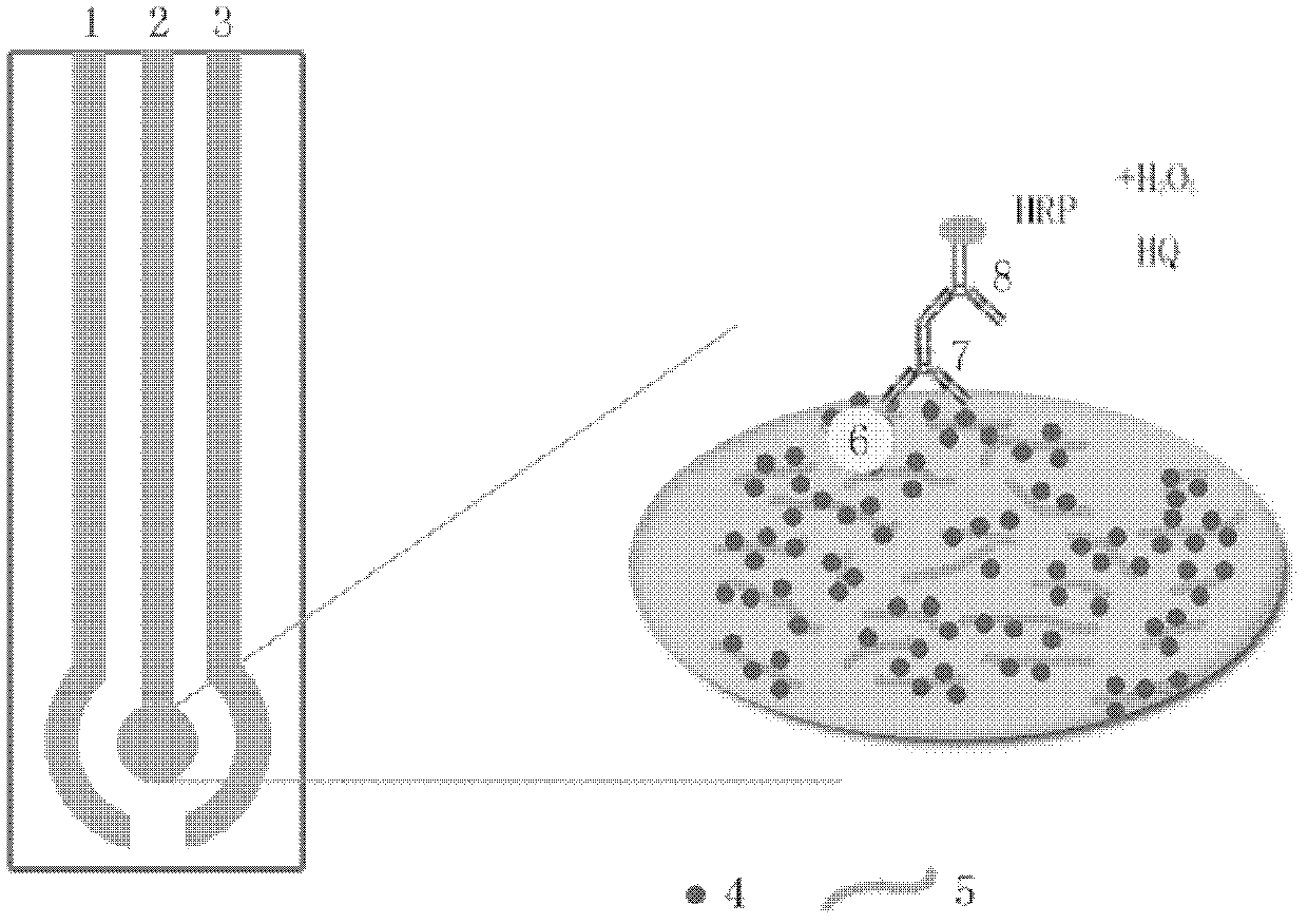 Composite nano material modified screen print electrode and method for detecting Fumonisin B1