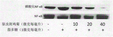 Method for manufacturing phenolic acid positions of vernonia anthelmintica and anti-inflammation application of phenolic acid positions